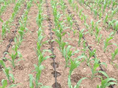 Corn Drip Irrigation Project in Wanjuan District, Zhangjiakou City